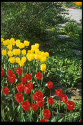 258027 Darwin Hybrid Tulips A4 Photo Print
