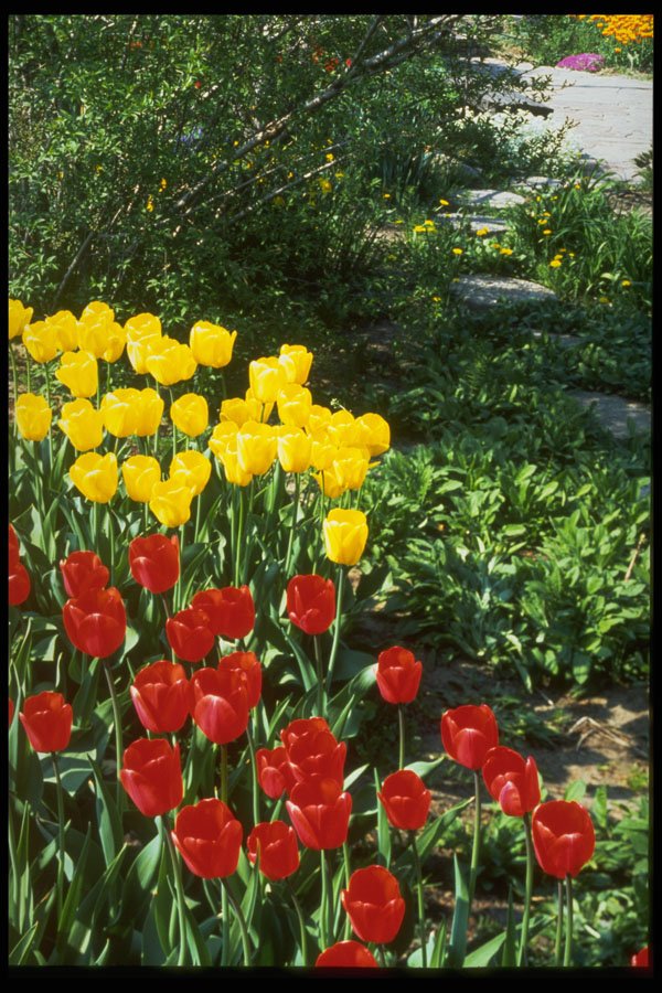 258027 Darwin Hybrid Tulips A4 Photo Print