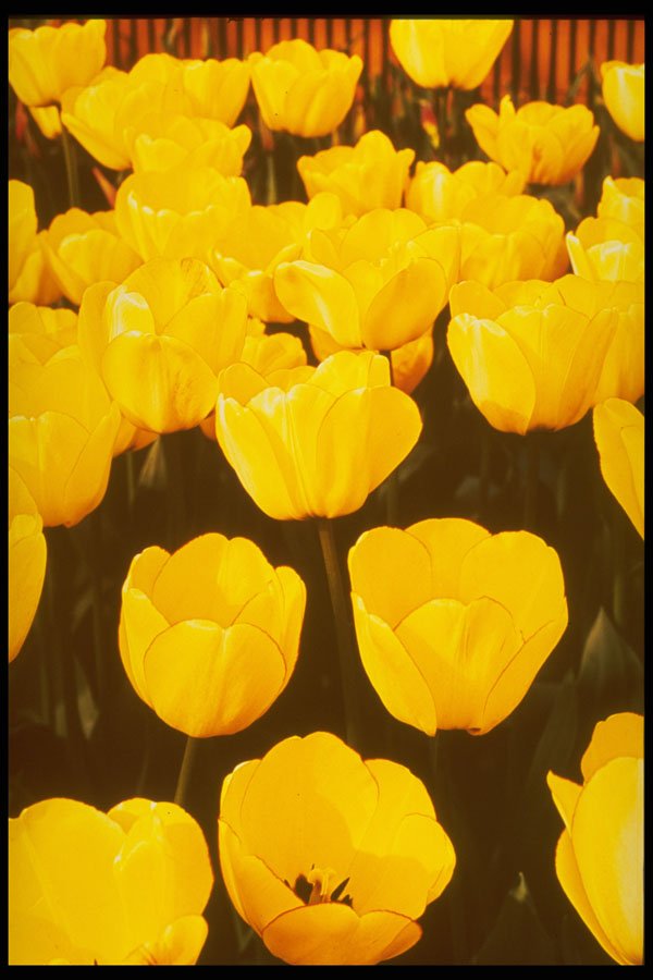 258028 Tulips, Darwin Hybrid, 'Jewel Of Spring' A4 Photo Print