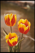 258029 Single Early Tulips, Keizerschroon A4 Photo Print