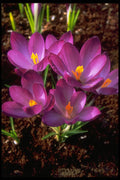 258030 Purple Crocus A4 Photo Print