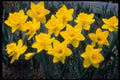 258031 Trumpet Narcissi, 'King Alfred' A4 Photo Print