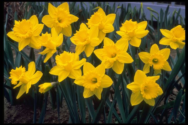 258031 Trumpet Narcissi, 'King Alfred' A4 Photo Print