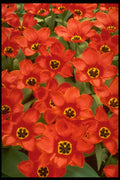 258032 Greigii Tulip A4 Photo Print