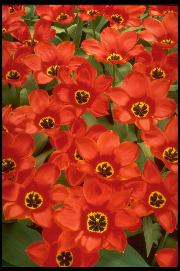258032 Greigii Tulip A4 Photo Print