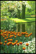 258033 Keukenhof Gardens, Holland A4 Photo Print