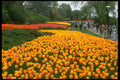 258037 Canadian Tulip Festival, Dow's Lake, Ottawa A4 Photo Print