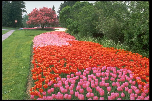 258039 Canadian Tulip Festival, Experimental Farm, Ottawa A4 Photo Print