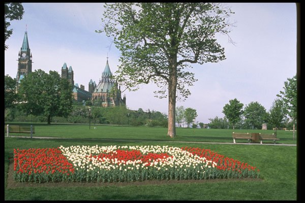 258042 Canadian Flag With Tulips, Major's Hill Park, Ottawa A4 Photo Print