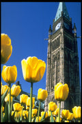 258043 Peace Tower With Tulips, Ottawa A4 Photo Print