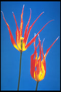 258048 Species Tulipa Acuminata A4 Photo Print