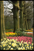 258051 Keukenhof Gardens, Holland A4 Photo Print