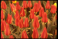 258052 Greigii Tulips A4 Photo Print