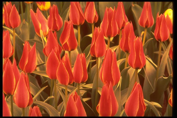 258052 Greigii Tulips A4 Photo Print