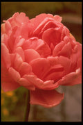 258053 Tulip 'Eros' Double Late A4 Photo Print