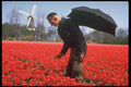 258055 Bulb Fields, Holland A4 Photo Print
