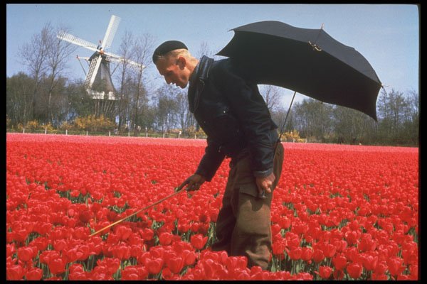 258055 Bulb Fields, Holland A4 Photo Print