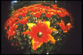 258056 'Queen Of Sheba', Lily Flowered Tulips A4 Photo Print