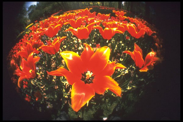 258056 'Queen Of Sheba', Lily Flowered Tulips A4 Photo Print