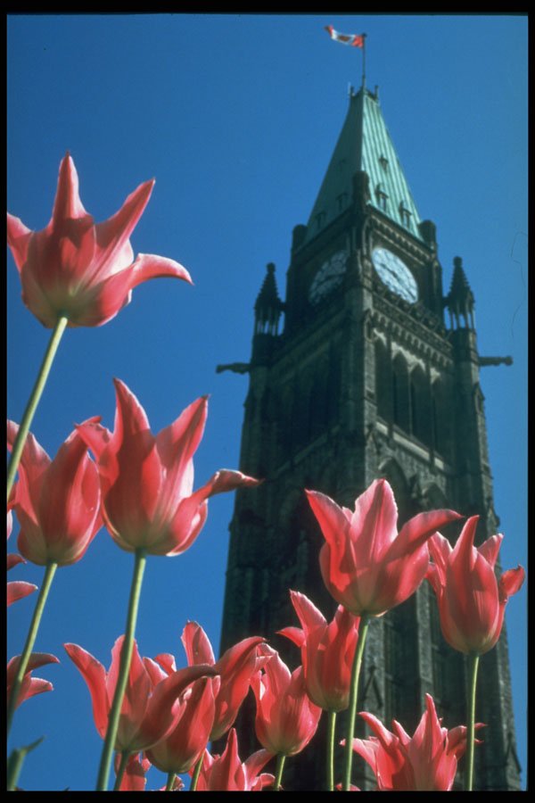 258057 Tulips With Peace Tower, Ottawa A4 Photo Print