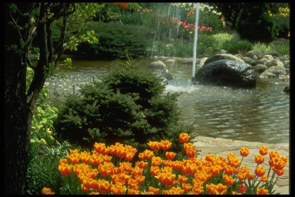 258063 Tulip Garden A4 Photo Print