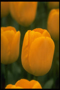 258064 'Olympic Gold' A4 Photo Print