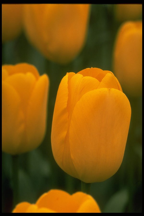 258064 'Olympic Gold' A4 Photo Print