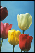 258065 Darwin Tulips A4 Photo Print