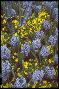 258066 Hyacinths 'Bismark' Interplanted With Violas A4 Photo Print