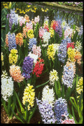 258067 Hyacinths Mixed A4 Photo Print