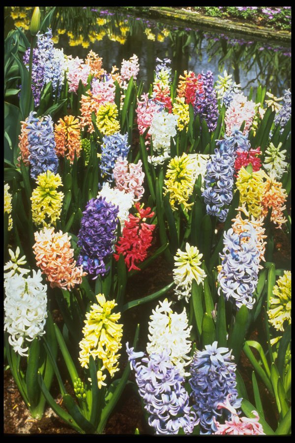 258067 Hyacinths Mixed A4 Photo Print
