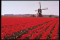 258068 Bulb Fields, Holland A4 Photo Print