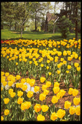 258069 Canadian Tulip Festival A4 Photo Print