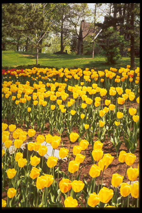 258069 Canadian Tulip Festival A4 Photo Print