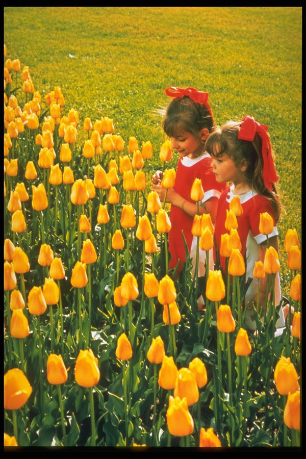 258071 Canadian Tulip Festival A4 Photo Print