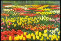 258075 Keukenhof Greenhouses A4 Photo Print