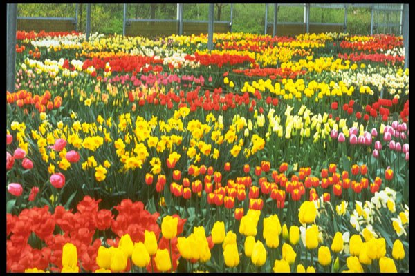 258075 Keukenhof Greenhouses A4 Photo Print