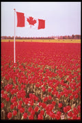 258076 Canadian Flag In Bulb Field, Holland A4 Photo Print