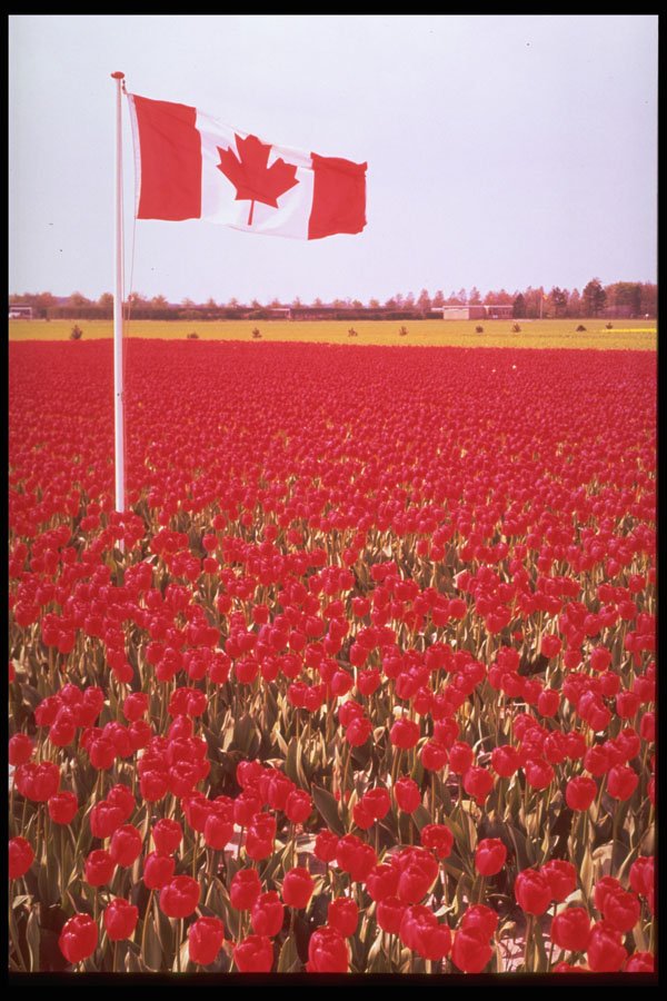 258076 Canadian Flag In Bulb Field, Holland A4 Photo Print