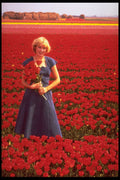 258077 Tulip Fields, Holland A4 Photo Print