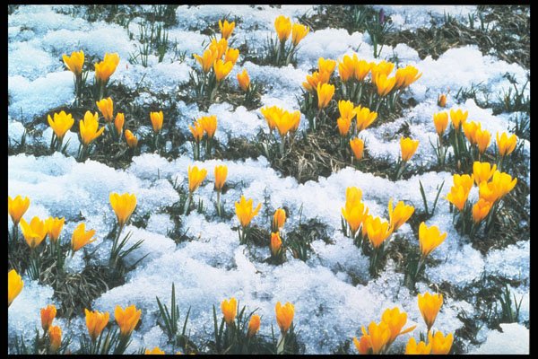 258078 Crocuses In Snow, Parliament Hill A4 Photo Print