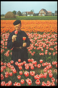 258079 Bulb Fields, Holland, Grower Inspecting Tulips A4 Photo Print