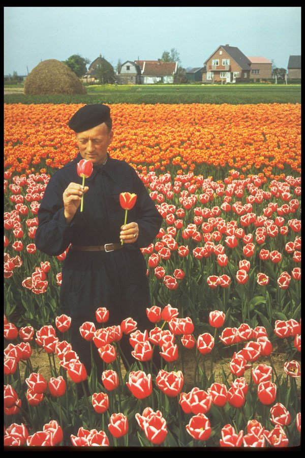 258079 Bulb Fields, Holland, Grower Inspecting Tulips A4 Photo Print