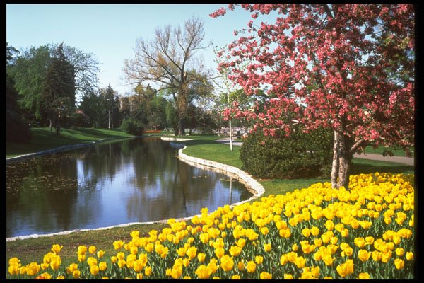 258080 Tulip Festival, Fifth Avenue, Ottawa A4 Photo Print