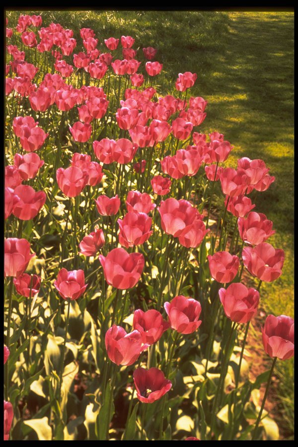 258084 Tulips A4 Photo Print