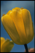258085 Darwin Hybrid, 'Golden Apeldorn' A4 Photo Print