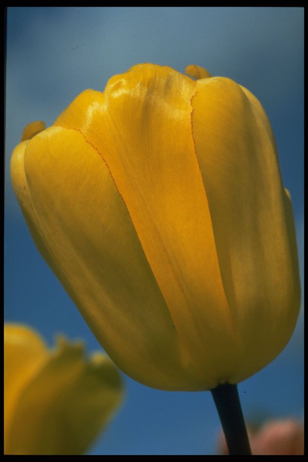 258085 Darwin Hybrid, 'Golden Apeldorn' A4 Photo Print