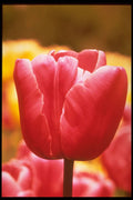 258086 Single Late Tulips, 'Pink Supreme' A4 Photo Print