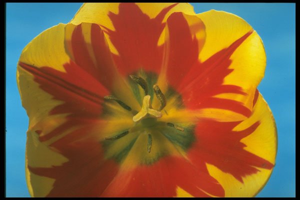 258088 Single Late Tulip, 'Flaming Beauty' A4 Photo Print