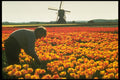 258090 Tulip Fields, Holland A4 Photo Print